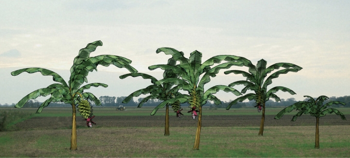 Von Bananenbäumen träumen
