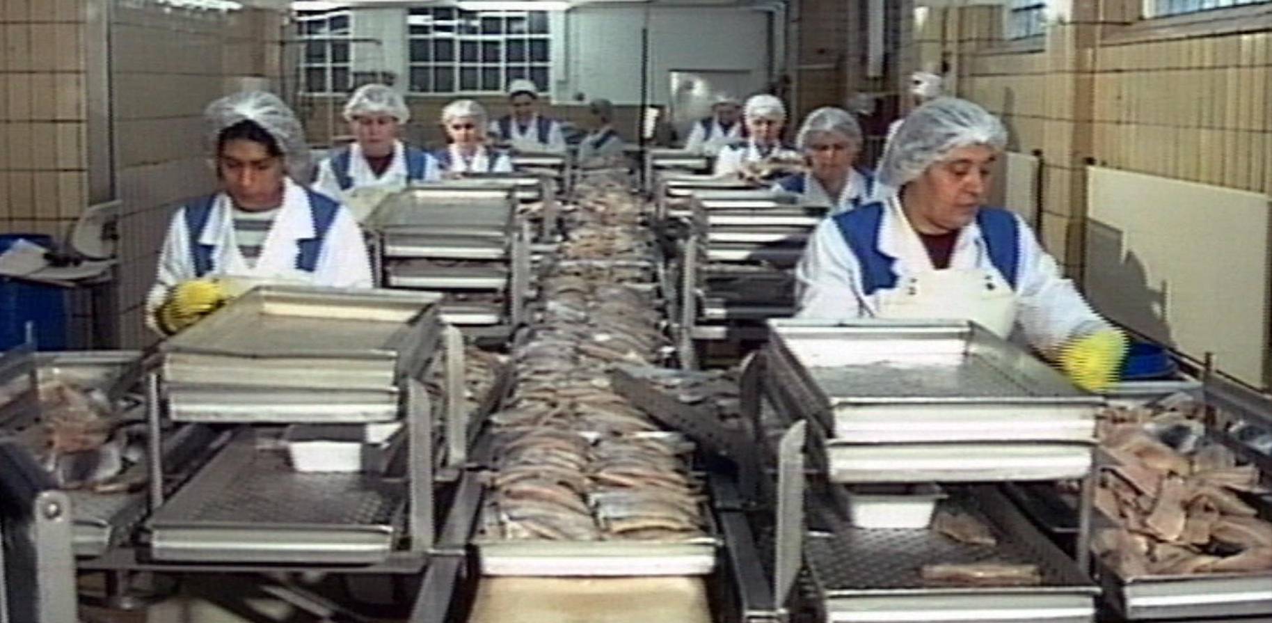 Heringe vom laufenden Band - Industrielle Arbeit bei den Fischen