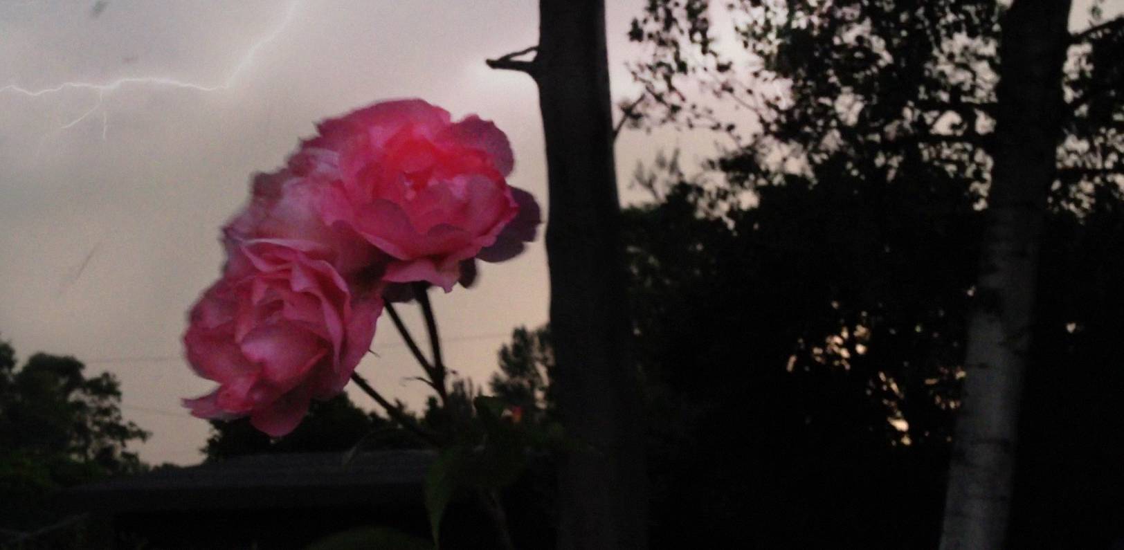 Inflorescence