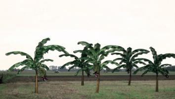 Von Bananenbäumen träumen, Photo 1