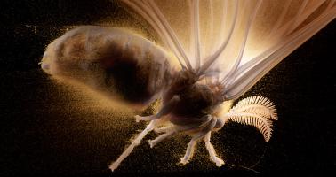 The Secret World of Moths, Photo 2