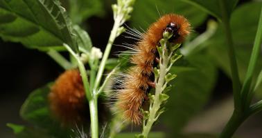 The Secret World of Moths, Photo 3