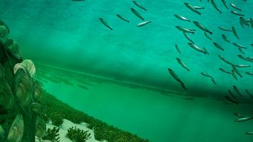 Below the Surface, Photo 2
