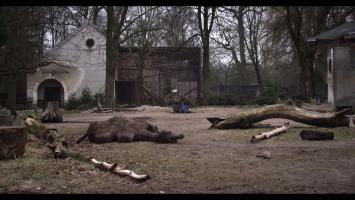 The Camel, Photo 1