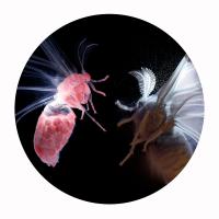 The Secret World of Moths, Photo 1