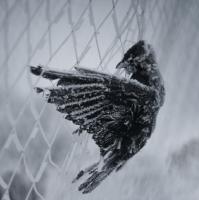 Ravens, Photo 2