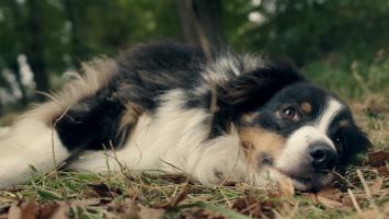 Beast, Photo 3