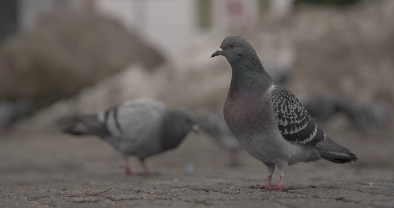 Der Mensch, mein Freund. Der Mensch, mein Freund.