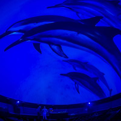 Liveshow: Sounds of the Ocean im InfinityDome