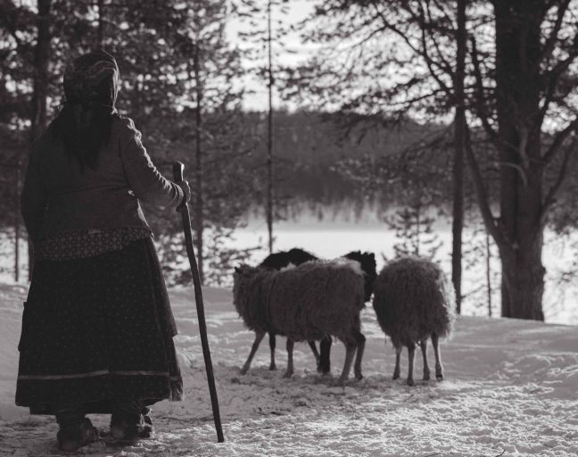 Skoltsámi mit Schafen in Schneelandschaft