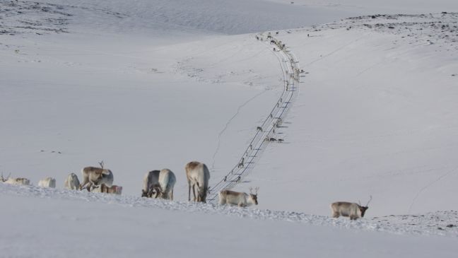 Rentiere in einer Schneelandschaft