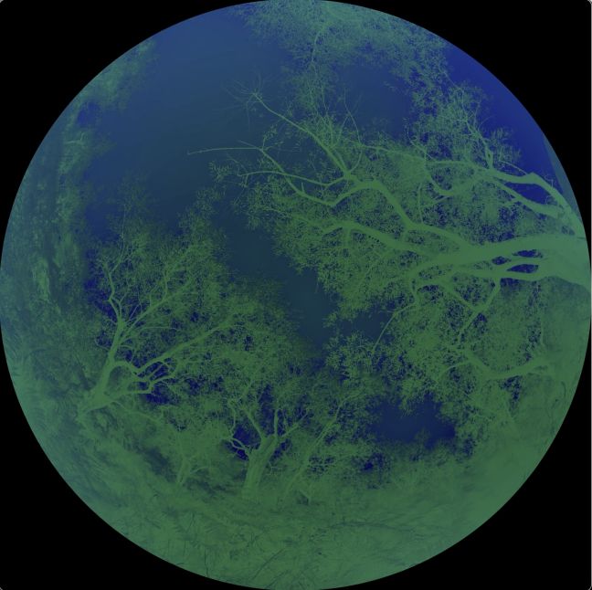 grüne Bäume auf blauem Hintergrund