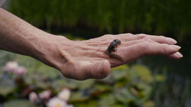 Ein Molch auf einer ausgestreckten Hand
