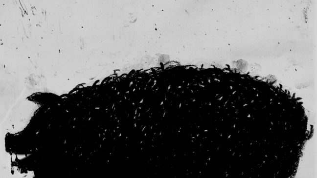 Ein aggressiv anmutendes Schwein im Profil