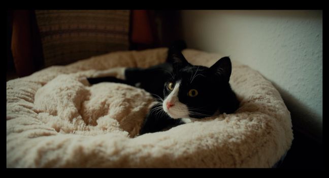 Dargmars Kater in seinem Bett