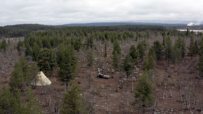 Rentierzüchter auf ATV fährt hinter den Rentieren