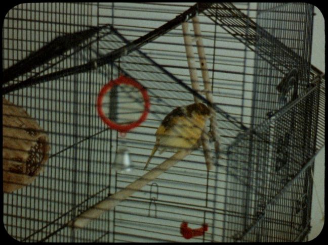 Ein Kanarienvogel im Gehege