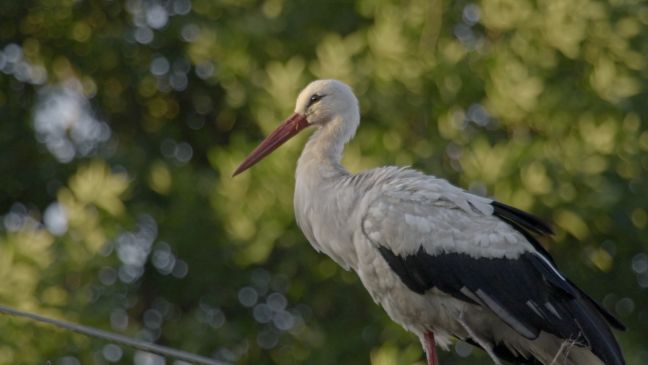 Aufnahme von Storch