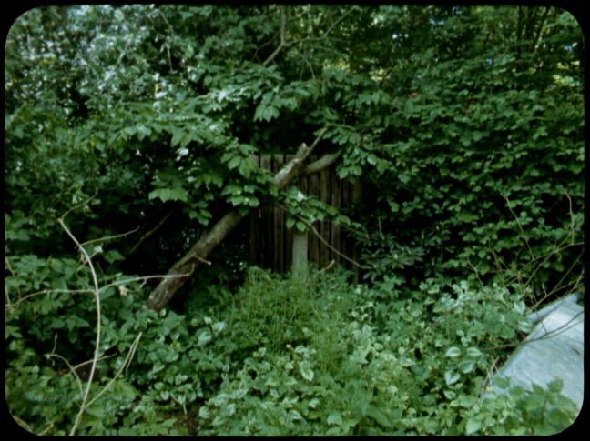 Blick durch Bäume und Büsche, rechts etwas metallisches im Gestrüpp, frontal der Holzzaun