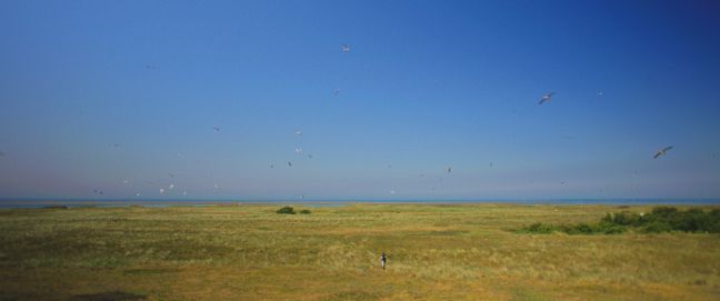 weite Landschaft, ein Mensch und Vögel