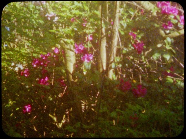 Blick aus dem Küchenfenster auf magenta Blüten