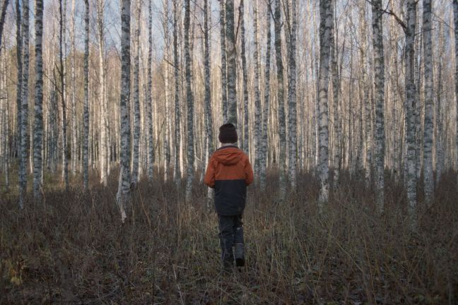 Noel in einem Birkenwald
