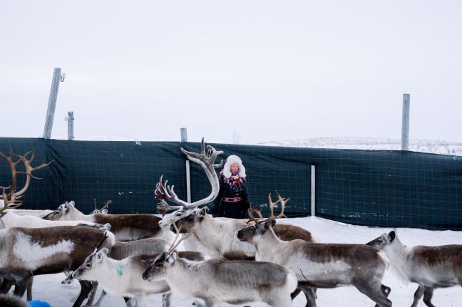 Reindeer Herding