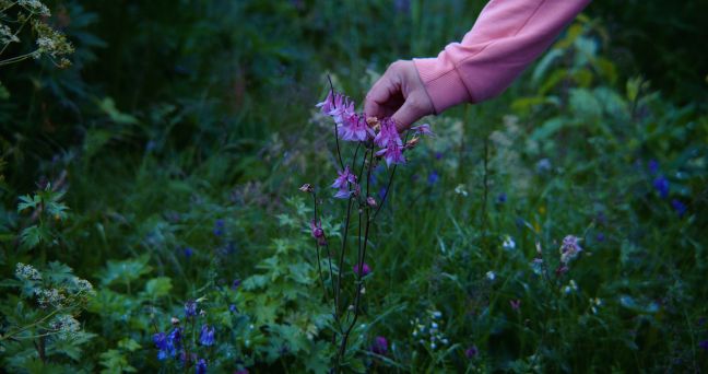 Eine Hand pflückt die blüte einer violett-blähenden Blume