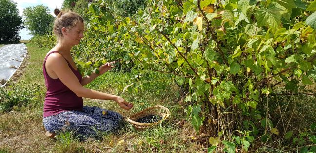 eine Frau erntet schwarze Johannisbeeren