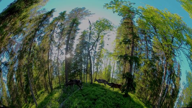 Rentiere im Wald