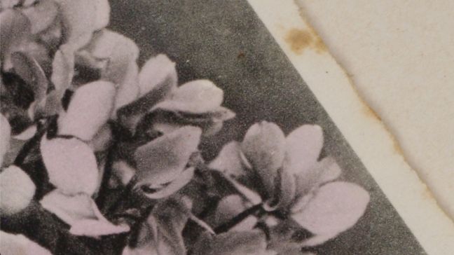 Nahaufnahme einer Postkarte mit magentafarbenden Blumen