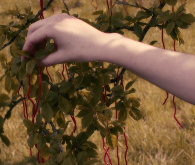 Eine Hand erntet das Rotnaschi vom Baum