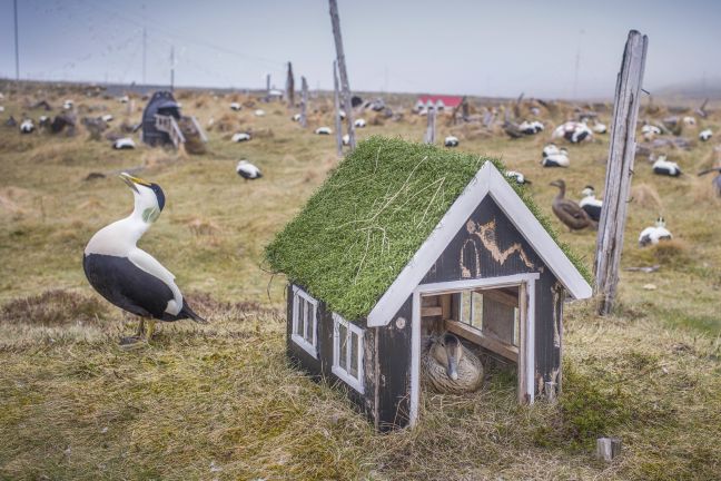 Ente im Häuschen und viele Enten auf dem Feld